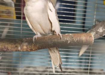 Nimfy Lutino , białogłowe, standardy itp.