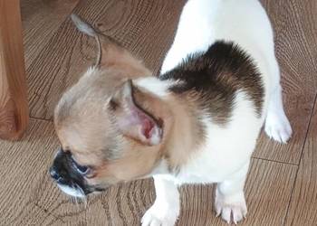 Chihuahua, XS chłopiec