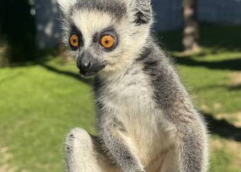 Na sprzedaż młody samiec lemur katta