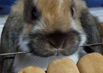 Królik mini lop madagaskar