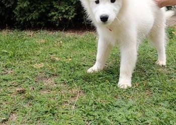 Samoyed szczeniaki