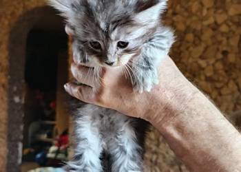 Śliczne kocięta Maine coon z rodowodem