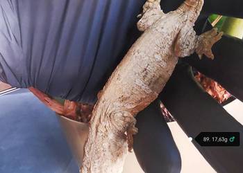 Gekon Olbrzymi Rhacodactylus Lechianus