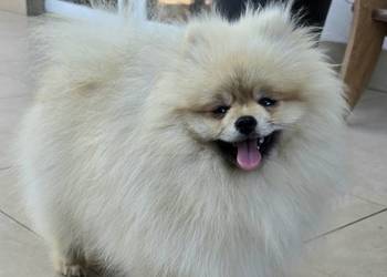 Pomeranian szpic miniaturowy zkwp FCI