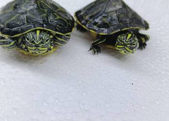 Żółw wodno lądowy