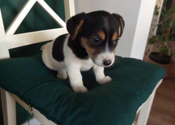 Jack Russell Terrier
