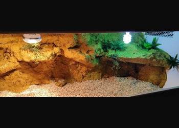 Terrarium od Egzo Systems dla gekona lamparciego żółwia greckiego