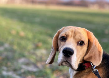 Beagle pies Związek Kynologiczny FCI w Polsce 100% znane pochodzenie