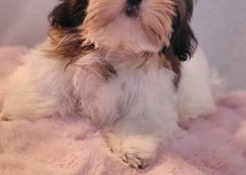 Piesek Shih-Tzu