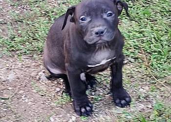 Amerykański Pitbullterrier - szczeniaki