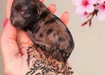 Pudel Miniaturowy piesek Merle PASZPORT!!