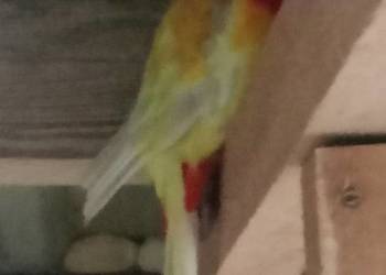 Rozelle para lęgowa