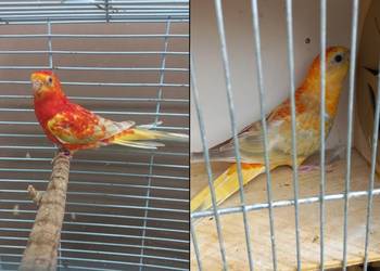 Papugi świergotki Para legowa