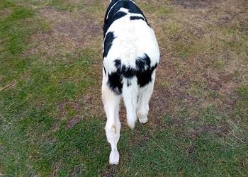 Jałówka od rolnika