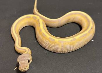 Pyton regius - Banana Genetic Stripe Enchi