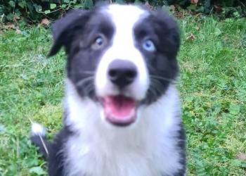 Szczeniak Border Collie
