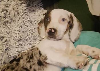 Jamnik standard merle