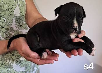 Amstaff zkwp FCI przepiękna suczka