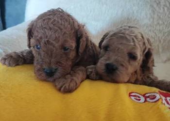 Pudelki toy /miniatura szczenięta koniec grudnia odbiór