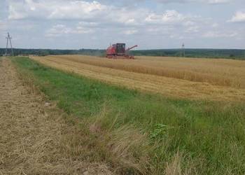 Sprzedam owies Bingo