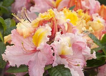 Azalia Wielkokwiatowa piękne kolory WIOSNĄ