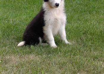 Border Collie Suczka.Badania genetyczne rodziców