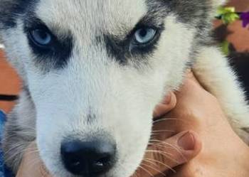 Szczeniaki syberiany husky