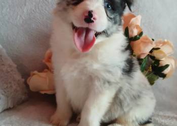Border collie blue merle