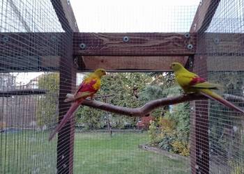 Papugi górskie pastel - para z 2023