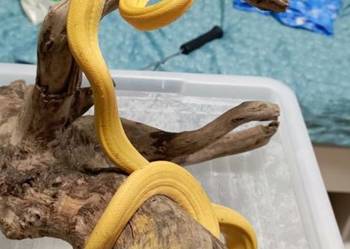 Boa leśny samica z papierami