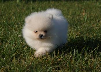 Szpic miniaturowy pomeranian w typie misia ZKwP/FCI