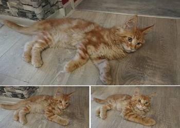 George Maine Coon