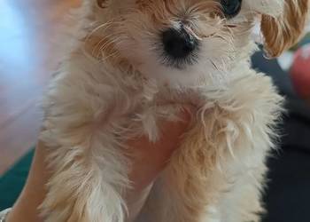 Maltipoo śliczne sunie i piesek miniaturowy