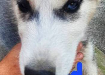 Syberiany husky