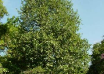 HURMA KAKI MELANOXYLON Diospyros melanoxylon NASIONA 10 sztuk - 10g.