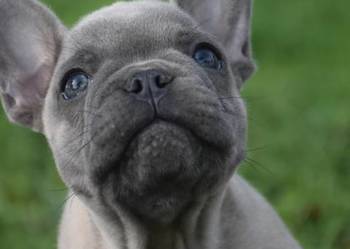 buldog francuski szczeniaki lilac i blue
