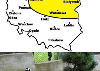 Sprzedam Bażanty Diamentowe (Bażant) z 2026r. WYSYŁAM - Samce (OKAZJA)