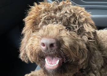Lagotto Romagnolo - ( pies na trufle DOGOTERAPIA) Hodowla  ZKwP Szczecin