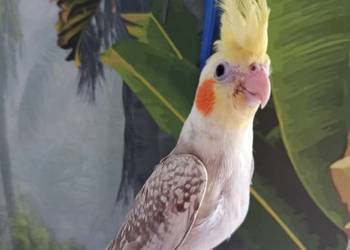 Papuga nimfa ręcznie karmiona oswojona