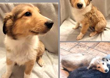 Owczarek Szkocki Długowłosy Collie