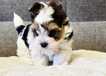 Biewer uroczy malutki piesek Yorki York DO odbioru