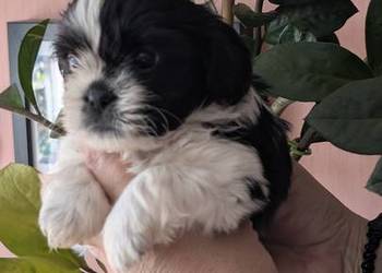 Szczenięta shih tzu z genem blue