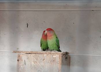 Sprzedam nierozłączki