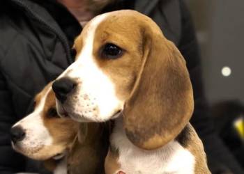 Cudna beagielka (FCI) po championie, arystokracja wśród beagli