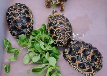 Żółw promienisty Astrochelys radiata