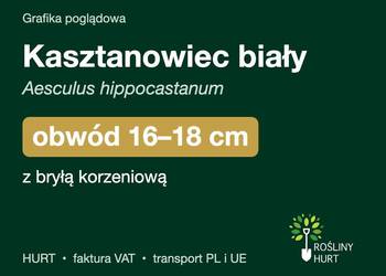 Kasztanowiec biały obwód 16-18 cm, z bryłą – HURT