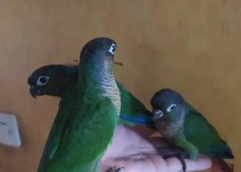 Papugi rudosterki ręcznie karmione