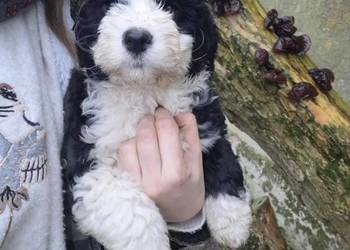 Portugalski pies dowodny piesek Szczenięta Lagotto Furbetti Coccoloni