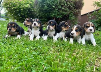 Szczeniaki Beagle Tricolor