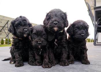 Cockapoo F1 - Spaniel & Pudel